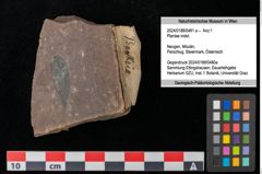 Foto (Objekt + Etikett) von Plantae indet.  (NHMW-GEO-2024-0188-0481a)